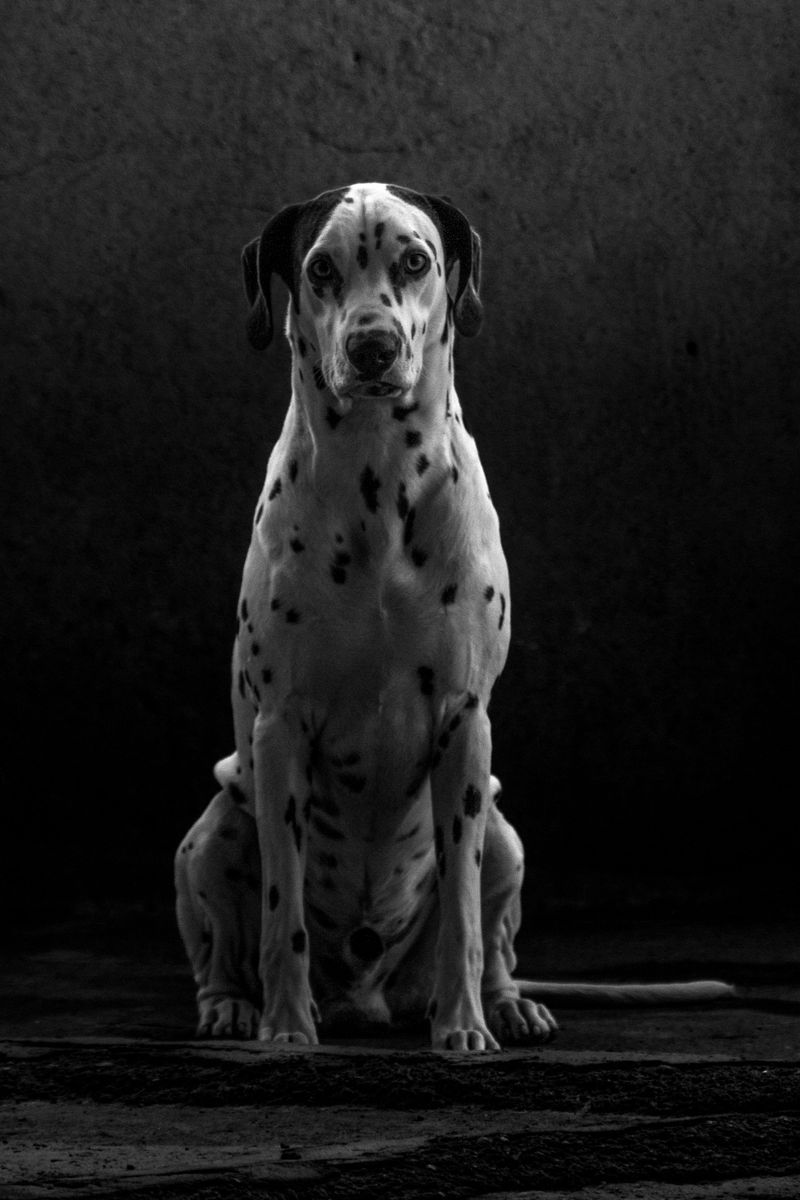 Dalmatian