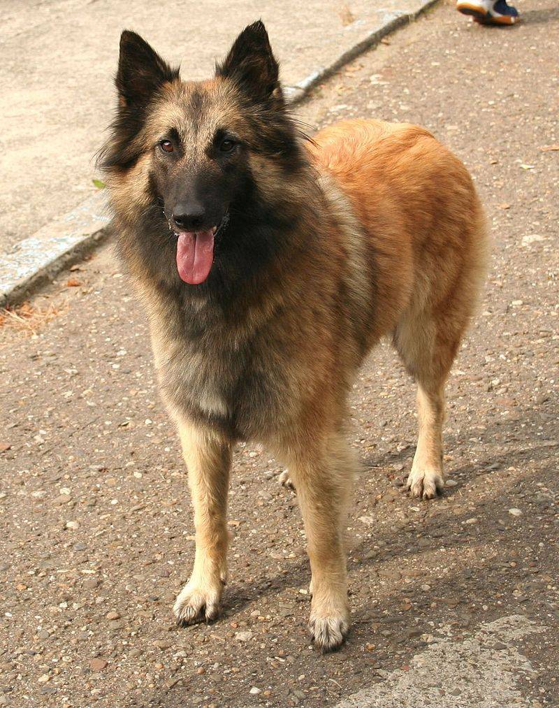 25 Fearless Dog Breeds That Take Home Security Seriously 25 Belgian Tervuren