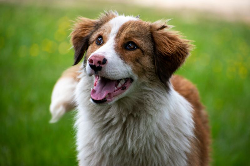 Australian Shepherd