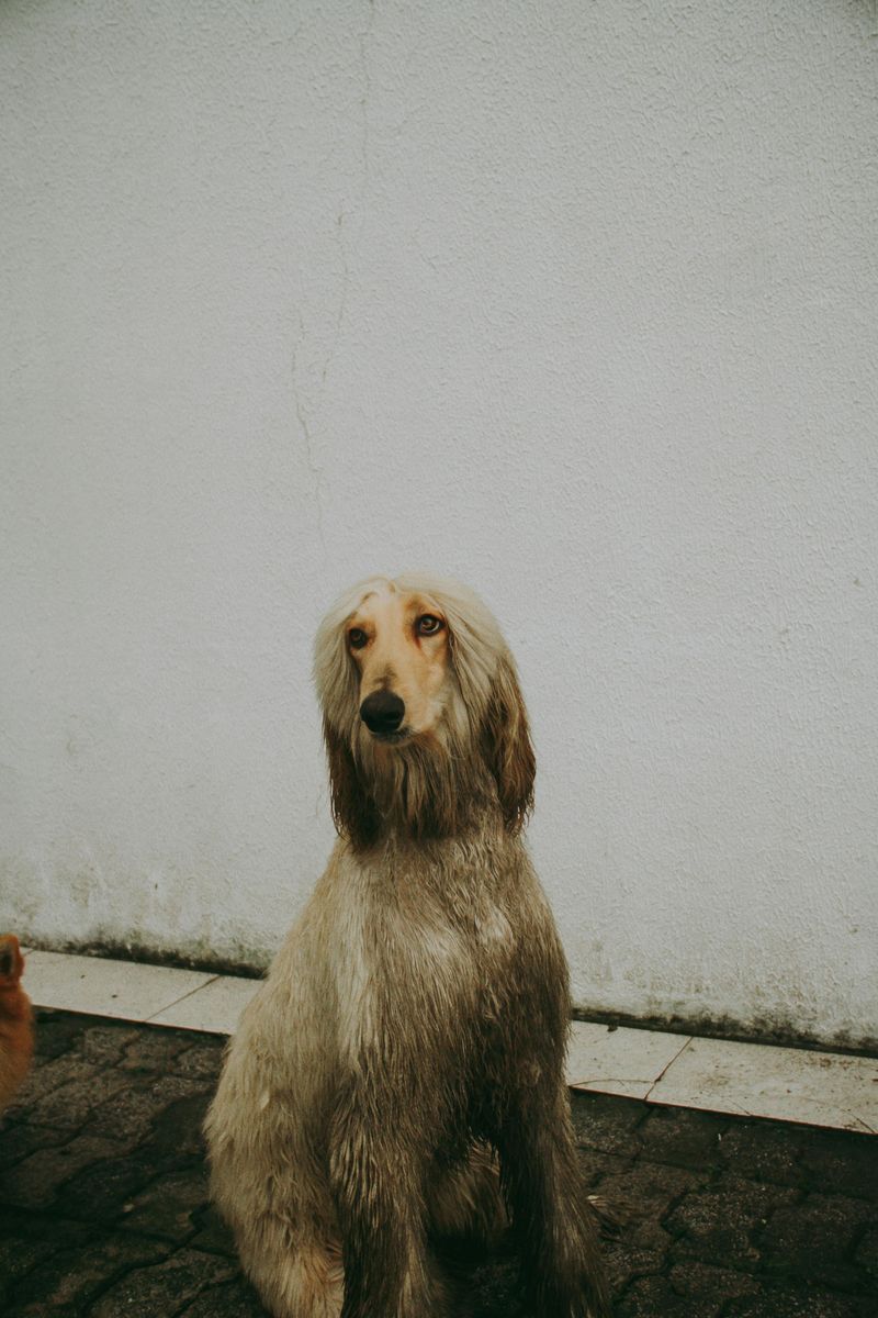12 dog breeds that make owners say never again - plus 5 they would choose twice 12 Afghan Hound