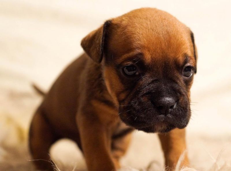 12 Dog Types That Stay Surprisingly Clean With Almost No Grooming 9 Boxer