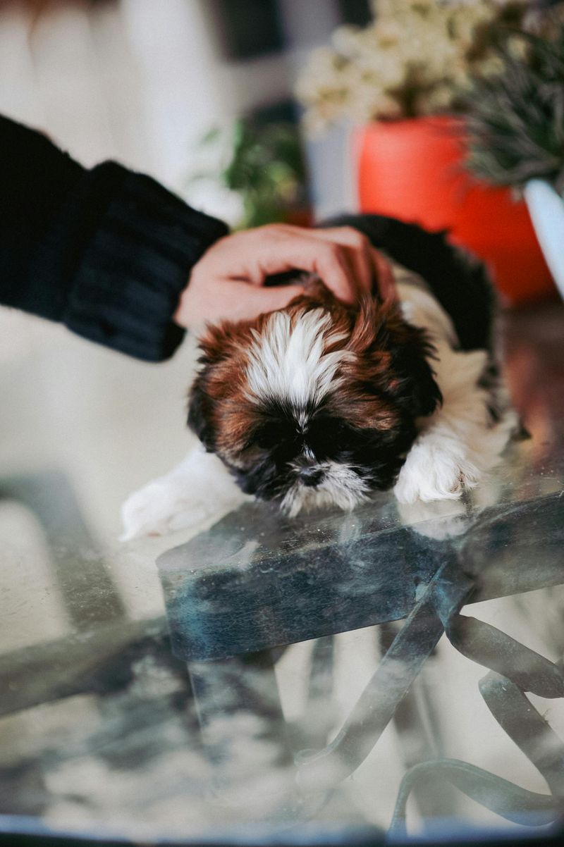 Shih Tzu