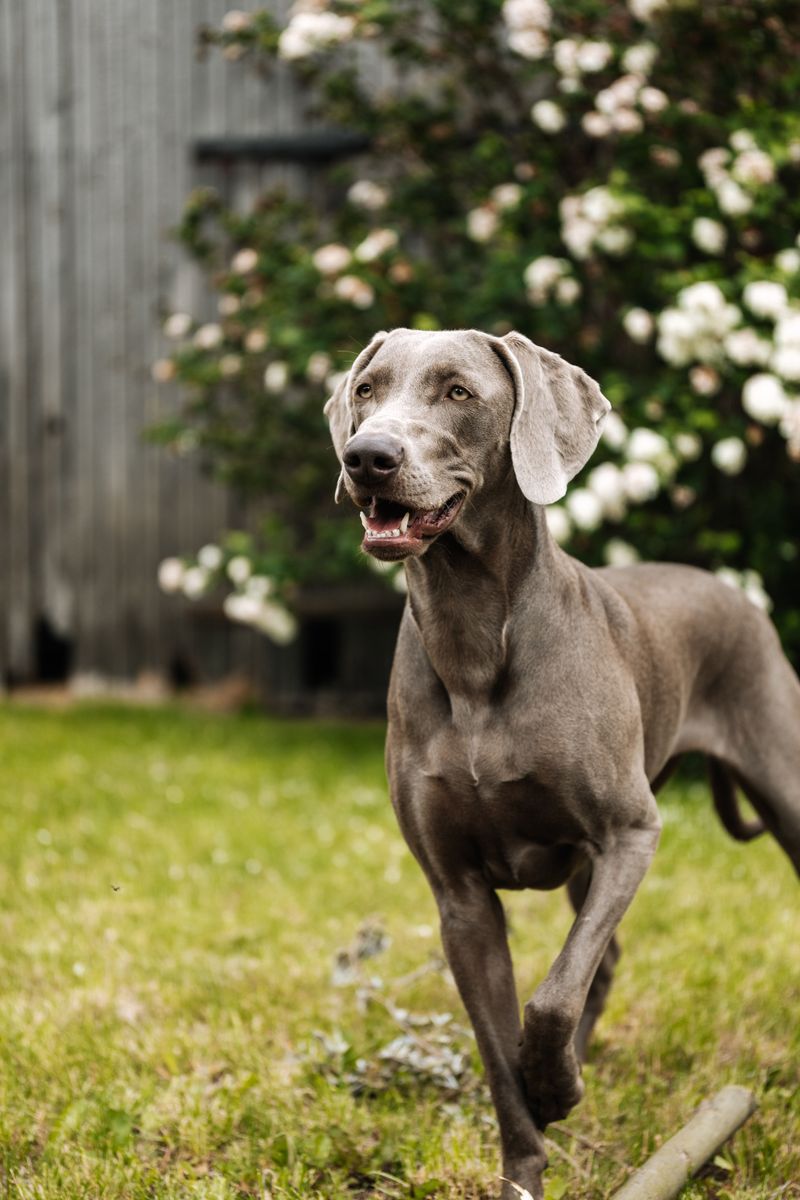 The bond sounds wonderful - Until you realize just how much these dogs may want to be part of your life 7 Weimaraner - Silver shadow with feelings