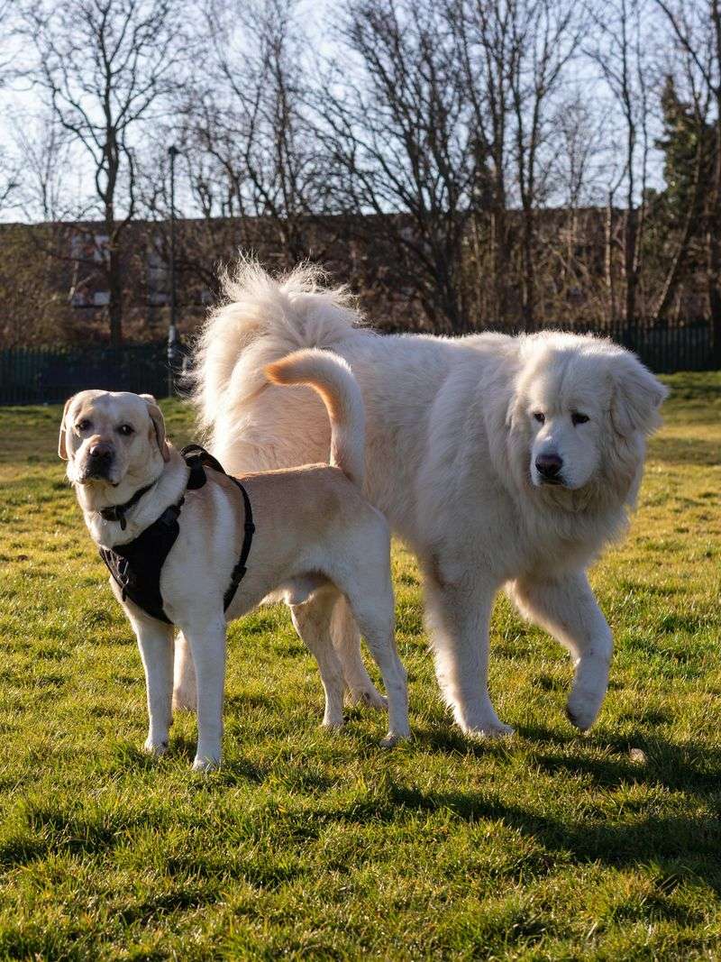 16 Protective Dog Breeds Families Trust to Guard the Home 14 Great Pyrenees