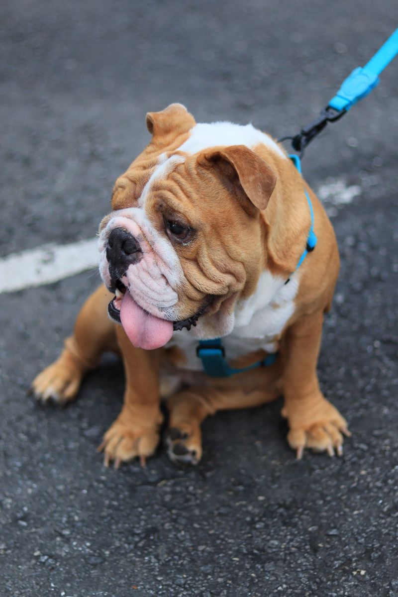 Think every dog dreams of road trips? These breeds may prefer staying home 3 English Bulldog