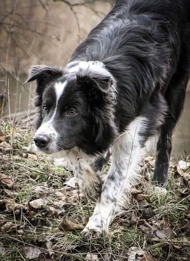 These 13 dog breeds spark the biggest training debates - plus 3 that seem easier to teach 3 Border Collie