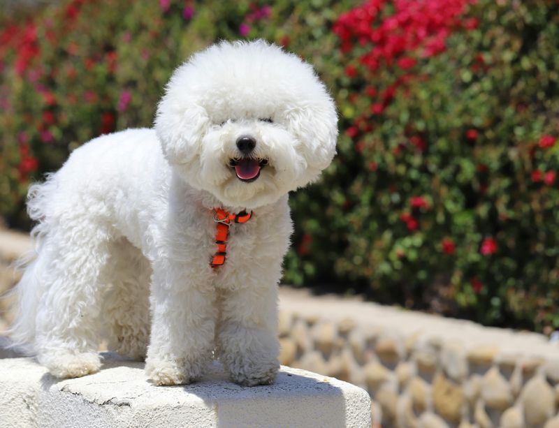 13 tiny companion dogs people instantly fall emotionally attached to 6 Bichon Frise