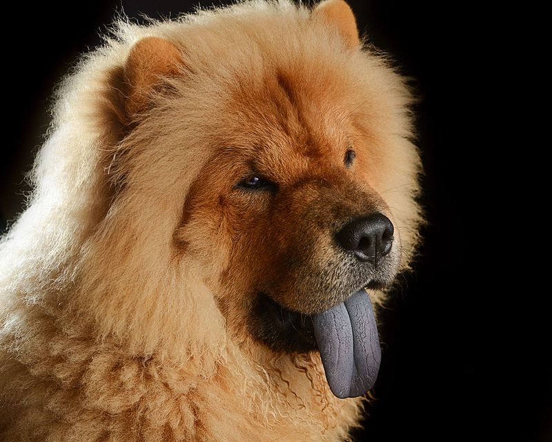 12 dog breeds that can turn reactive without consistent boundaries 11 Chow Chow