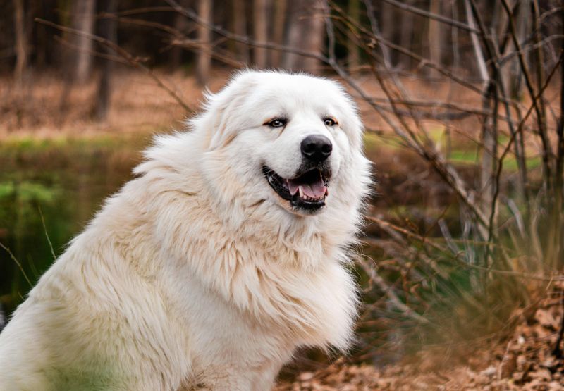 25 Dog Breeds That Command Respect Just by Their Presence 12 Great Pyrenees