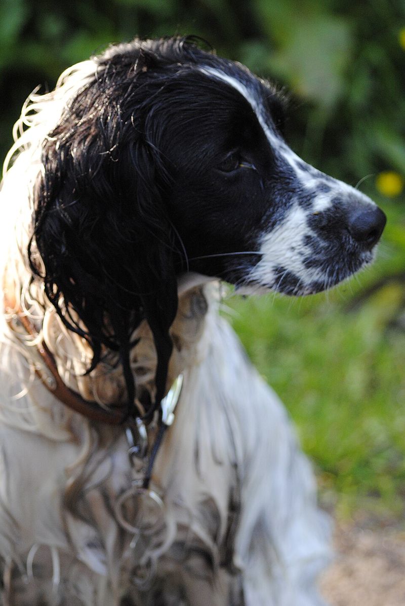 Owners who value consistency often return to these dog breeds again and again 3 English Springer Spaniel