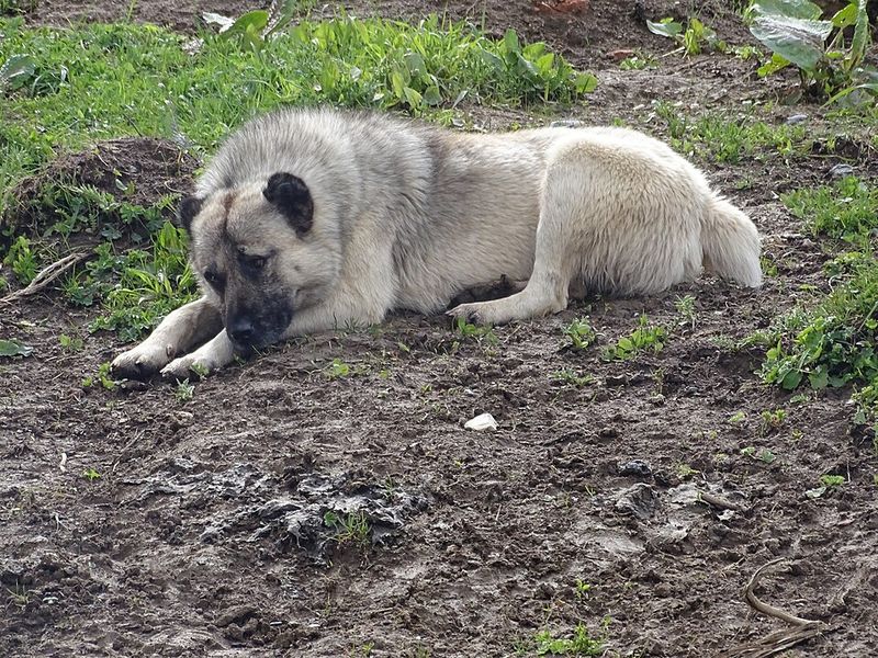 Caucasian Shepherd Dog