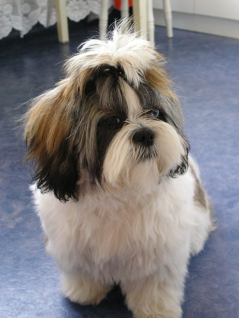 27 Compact Dog Breeds That Stay Close and Loyal to Their Families 4 Shih Tzu
