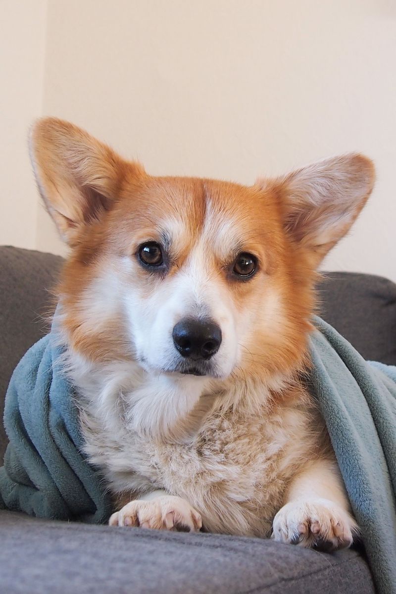 They protect their reputation in public - then unleash the chaos the moment nobody important is watching 6 Pembroke Welsh Corgi