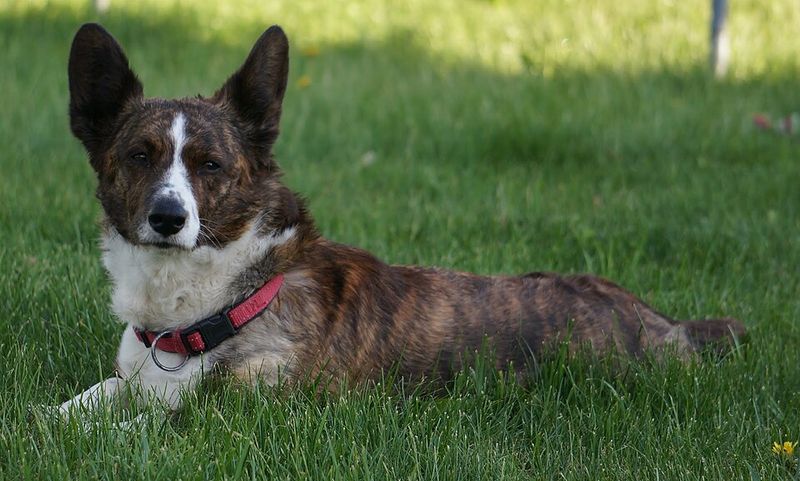 12 genius-level dog breeds that rival Border Collies more than most people realize 13 Cardigan Welsh Corgi