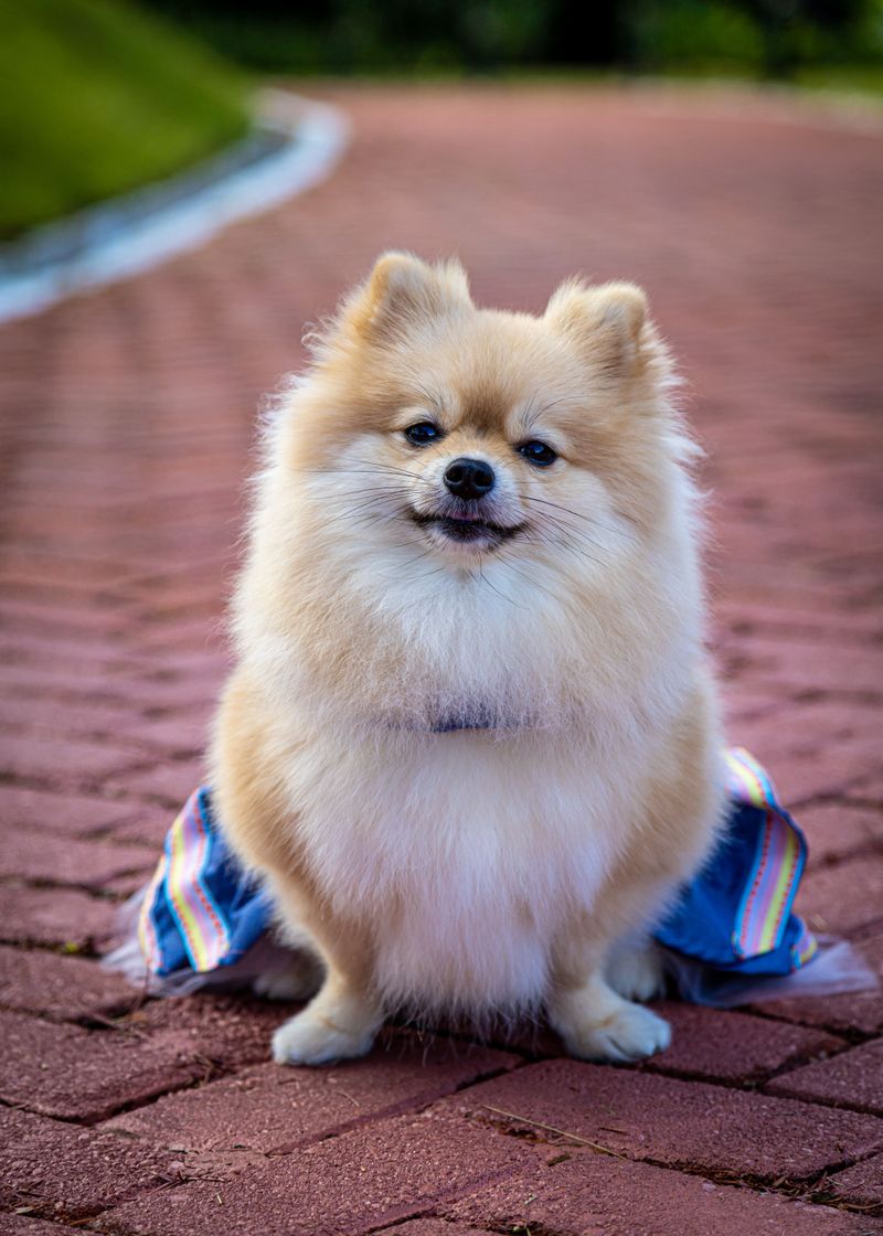 Pomeranian