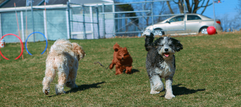 19 dog behaviors that look cute but can be signs of anxiety 4 Pacing around the house