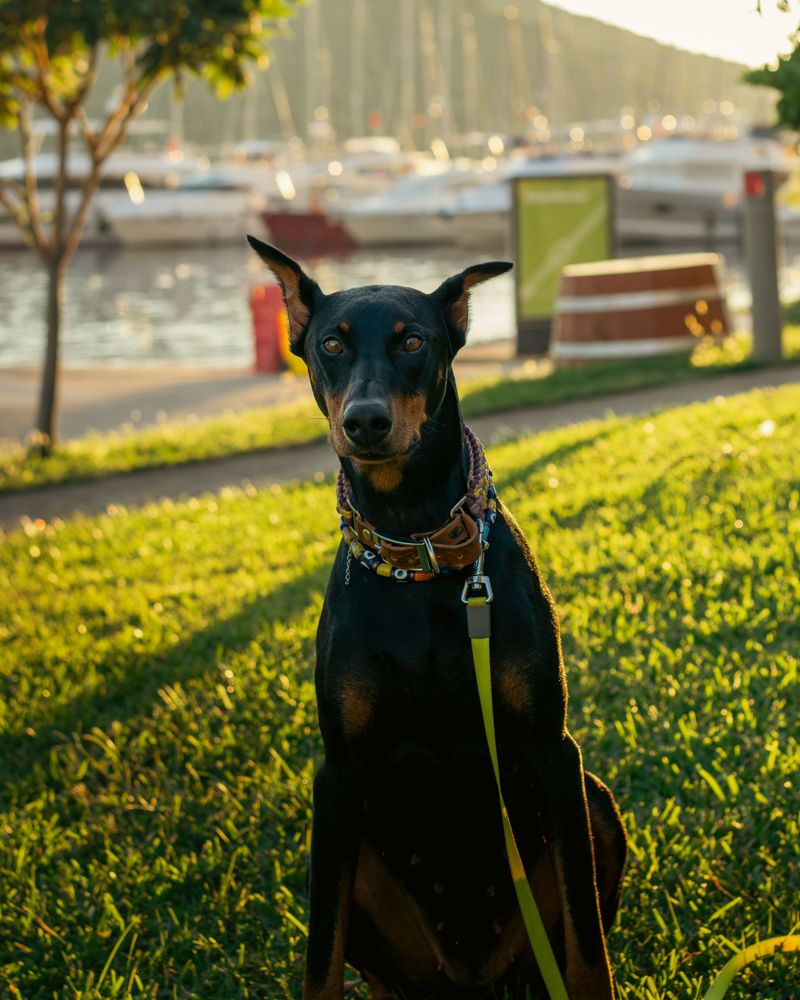 13 dog breeds that turned local favorites into global household names 8 Doberman Pinscher