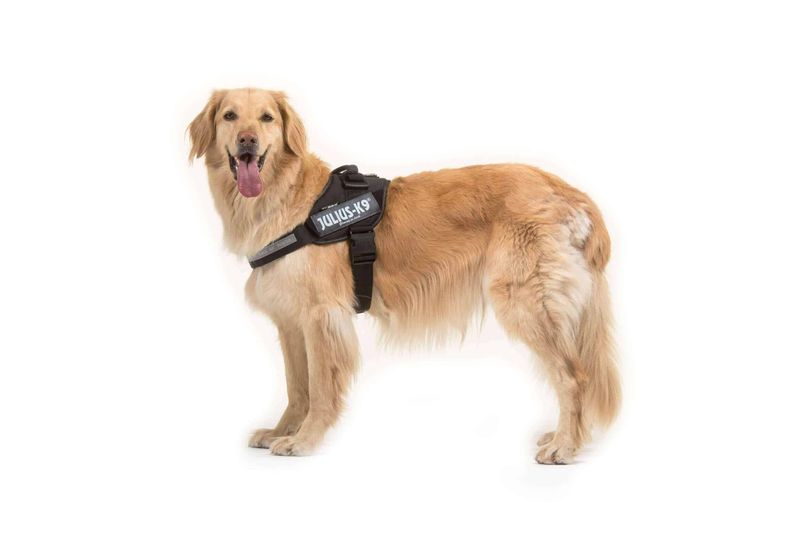 Julius-K9 IDC Powerharness