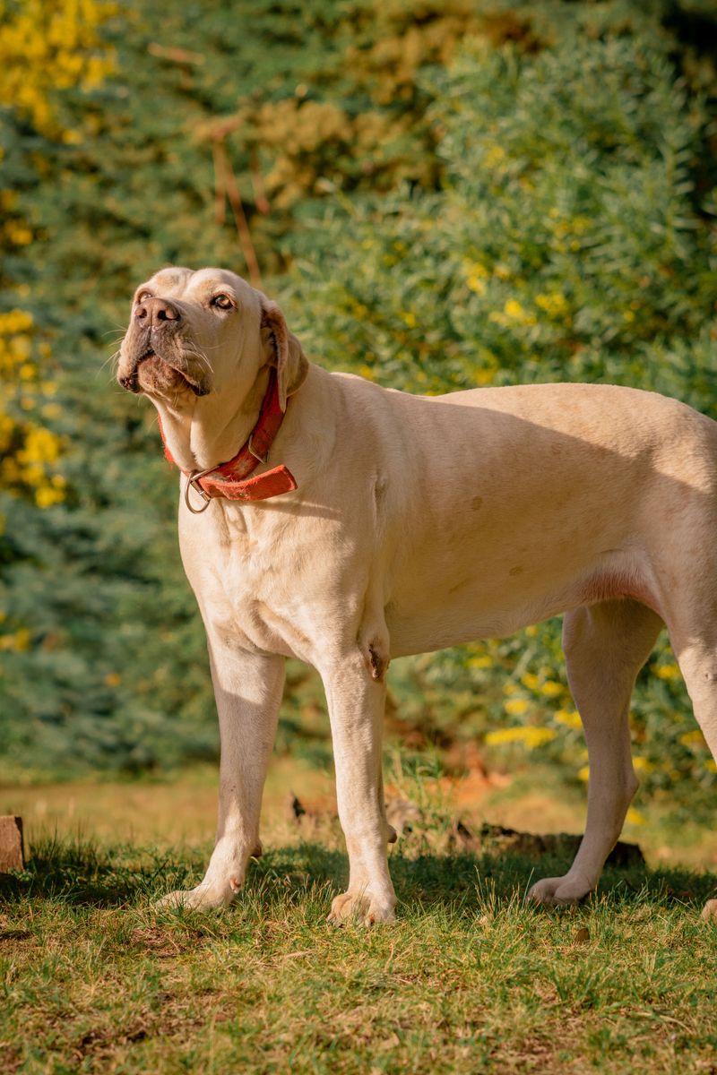 Great Dane