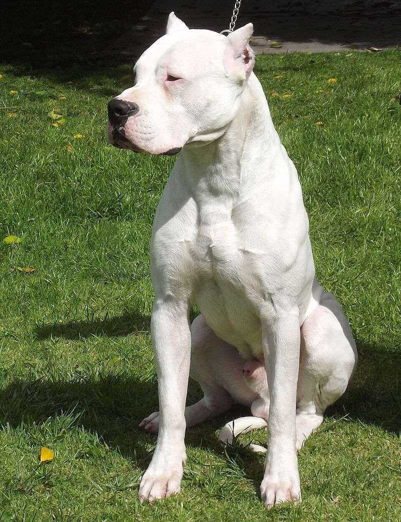 Dogo Argentino