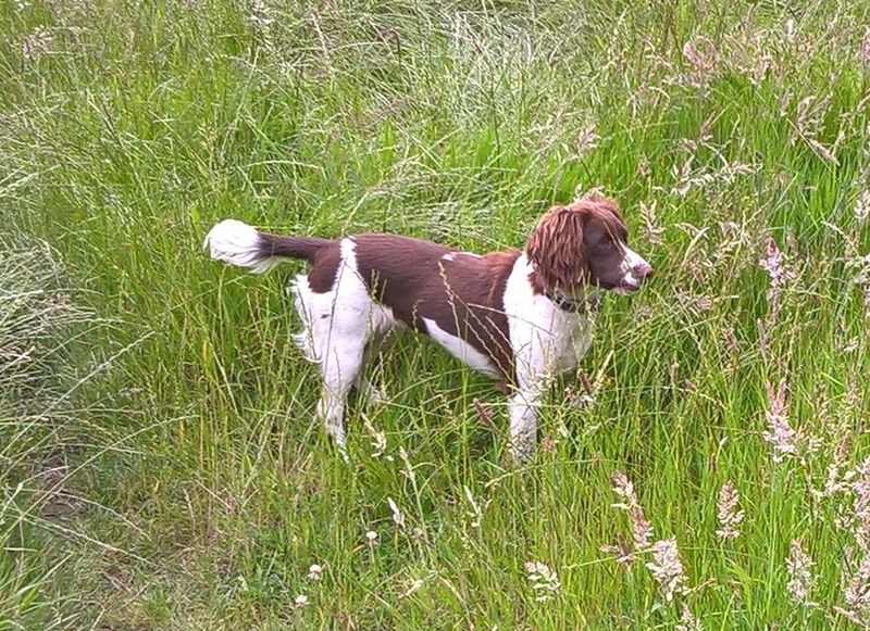 Field Spaniel