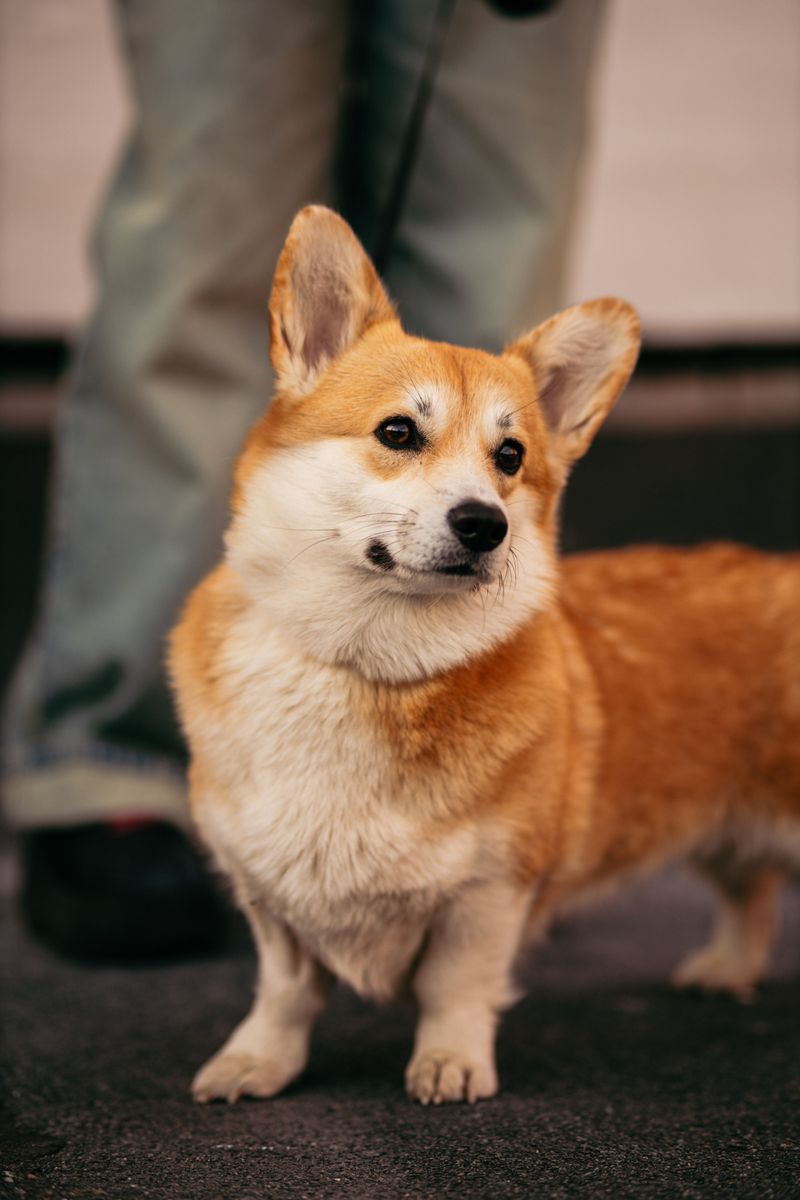 Pembroke Welsh Corgi