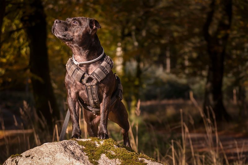 Meet these dog breeds once and it's easy to understand their fiercely loyal fan bases 6 Staffordshire Bull Terrier