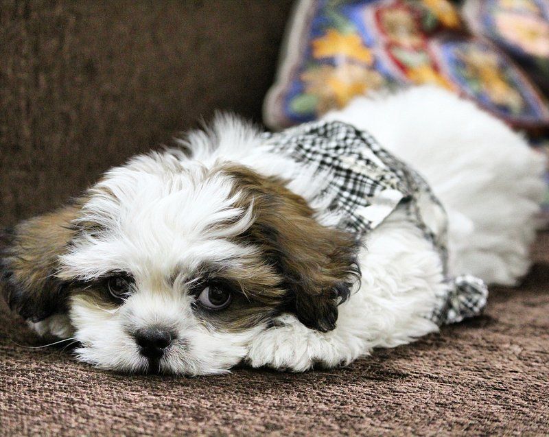 Don’t gamble on temperament - These 13 dogs are known for staying stable and calm 10 Shih Tzu