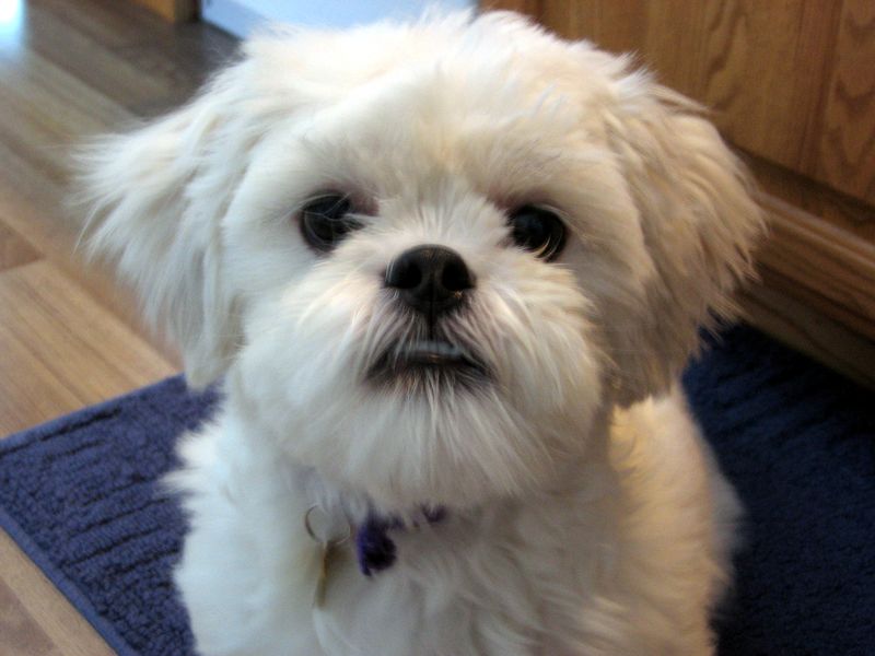26 Dog Breeds Famous for Their Pure White Coats 22 Lhasa Apso