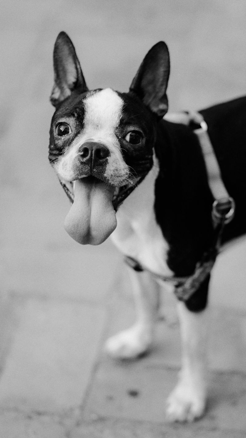 27 Gentle Dog Breeds Perfect for Learning the Joys of Dog Ownership 14 Boston Terrier