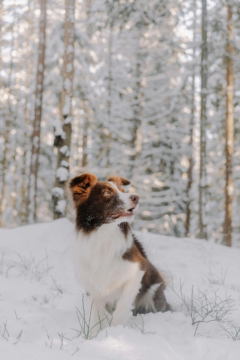 These Dog Breeds Are Showing Surprising Adaptability to Climate Change 3 Border Collie