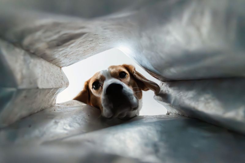 Beagle Nose Adventures
