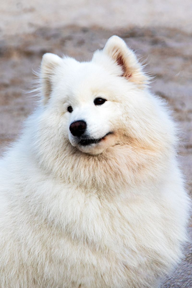 Samoyed