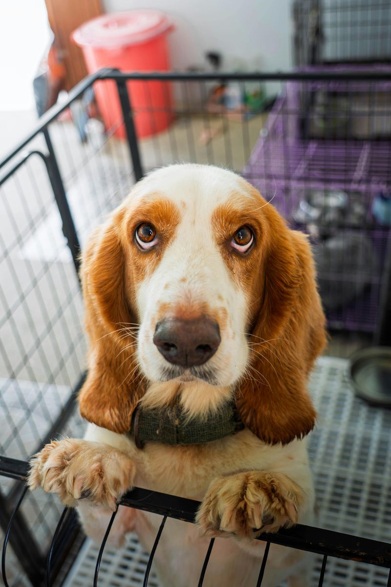11 dog breeds people call stubborn when they are actually anxious 4 Basset Hound