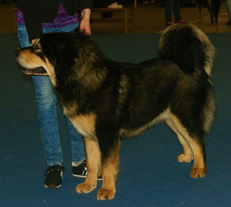 16 Powerful Dog Breeds That Carry a Bold and Fearsome Reputation 8 Tibetan Mastiff