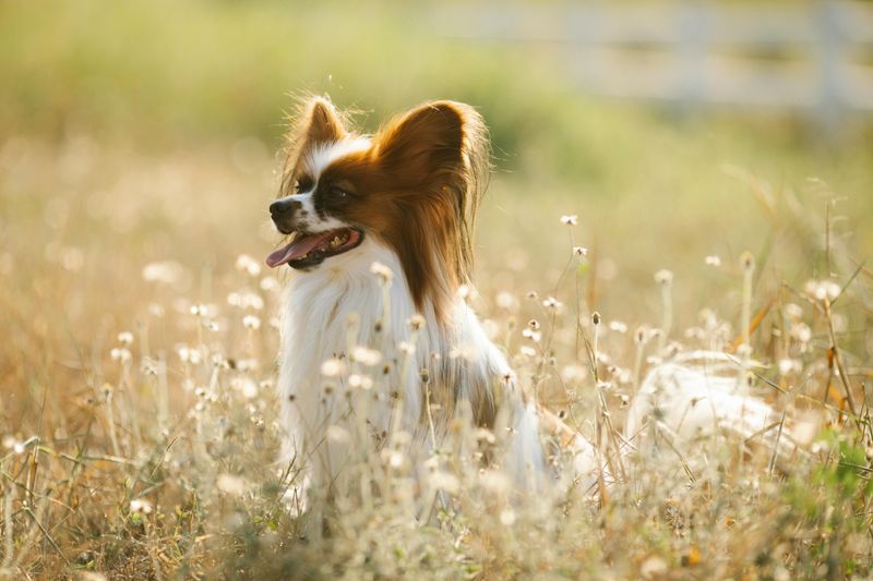 10 emotionally fragile dog breeds experts say absorb everything around them 11 Papillon