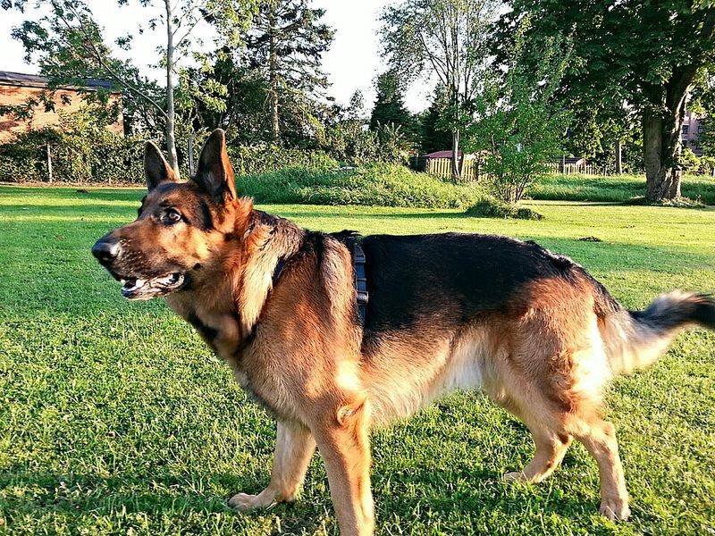 Behind the impressive builds of these dog breeds lies some serious canine jaw power 6 German Shepherd