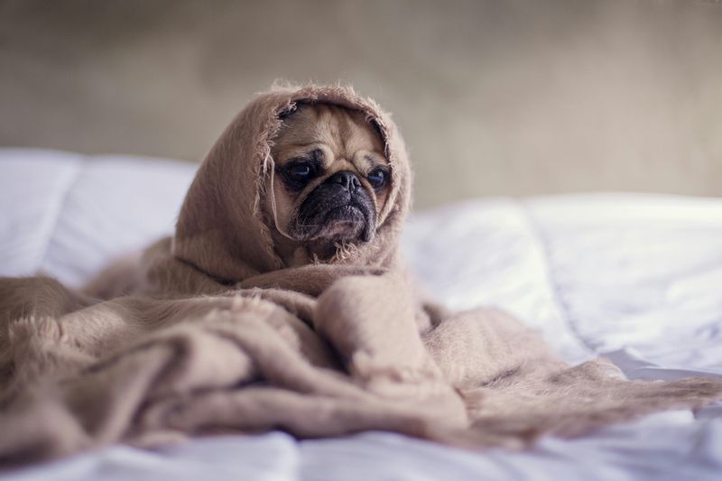 15 Cuddly Dog Breeds That Enjoy Staying Close to Their Owners 7 Pug