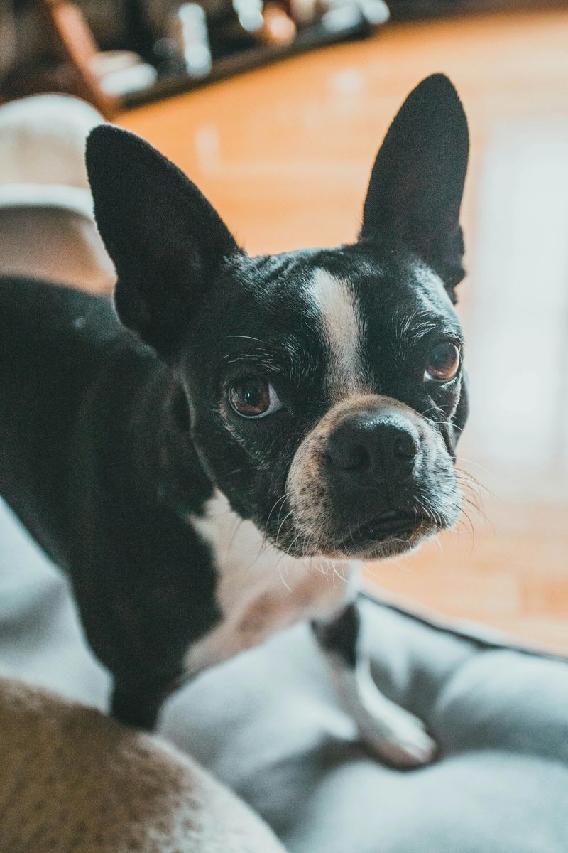 28 Small Dog Breeds Well-Suited for Apartment Living 4 Boston Terrier