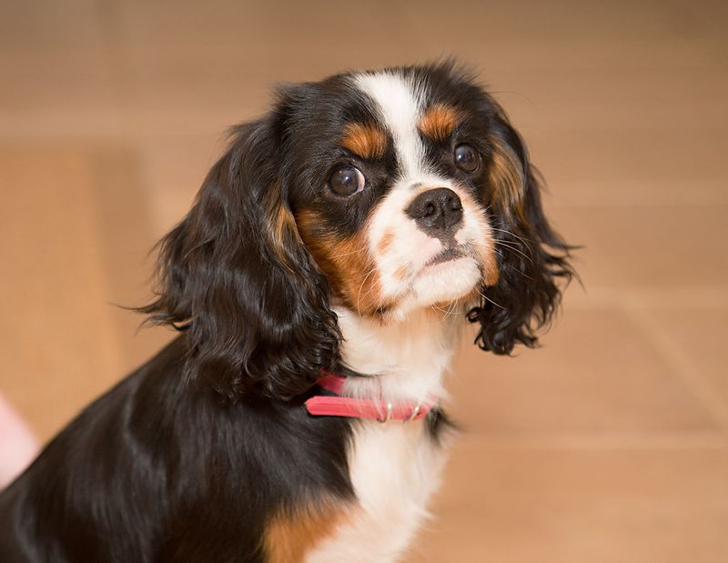 14 ultra-social dog breeds that act like everyone is their best friend 6 Cavalier King Charles Spaniel