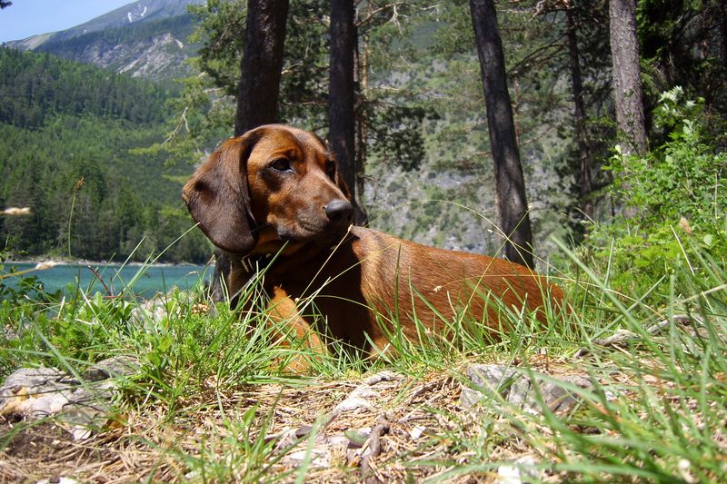 Bavarian Mountain Scent Hound