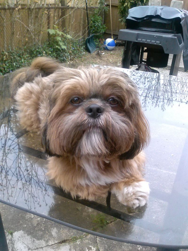 Choosing the right diet matters even more for these sensitive dog breeds 13 Shih Tzu