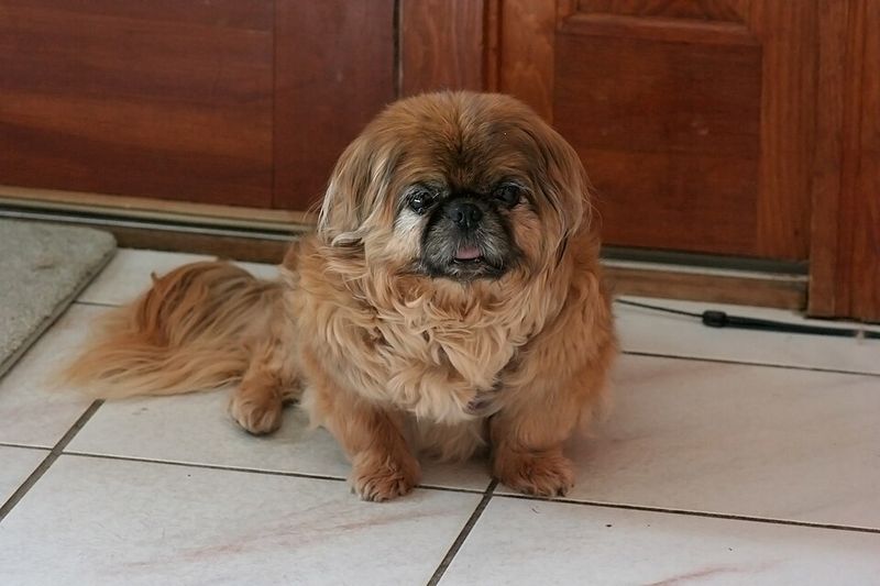 Pekingese