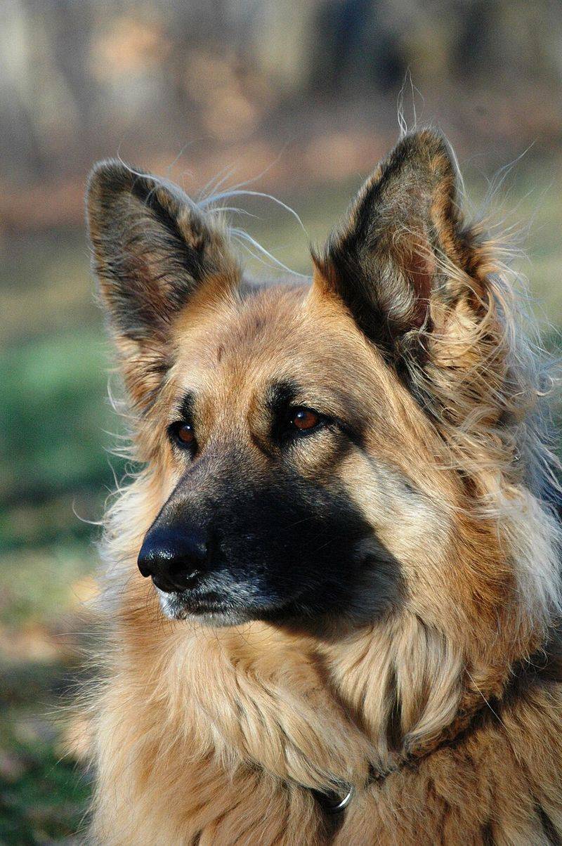 14 Dog Breeds That Strongly Mirror the Classic German Shepherd Appearance 7 King Shepherd