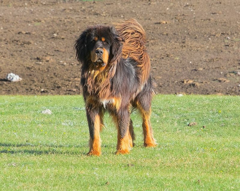 Tibetan Mastiff