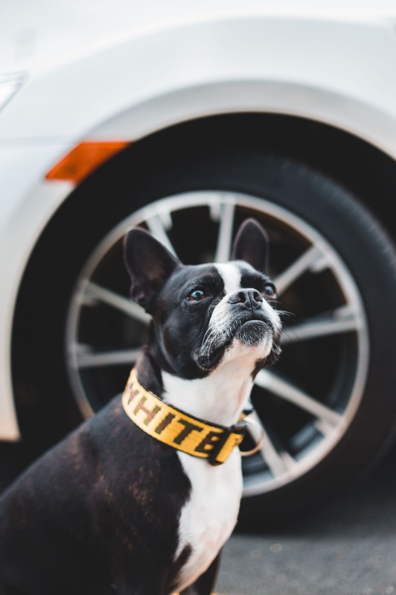 From dramatic reactions to clever routines, these dog breeds sometimes seem almost human 11 Boston Terrier