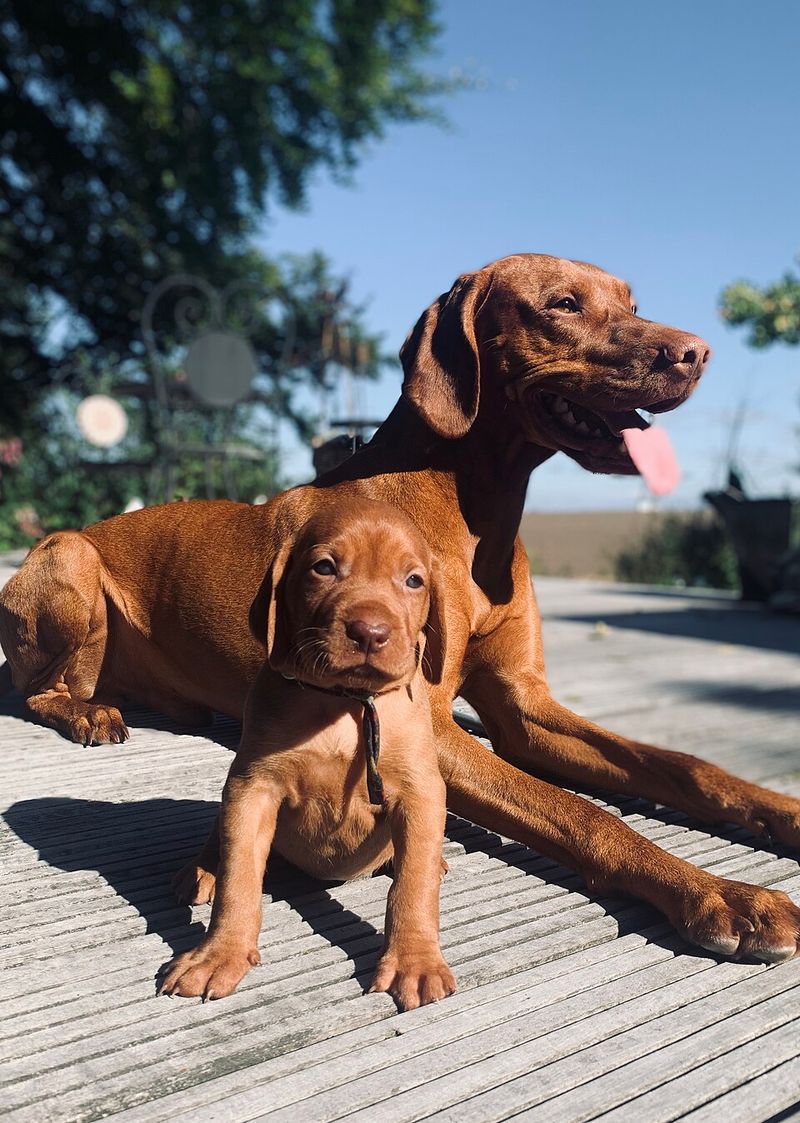 10 dog breeds highly tuned into human movement and emotion 9 Vizsla