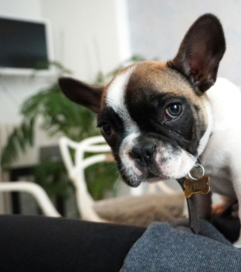 French Bulldog