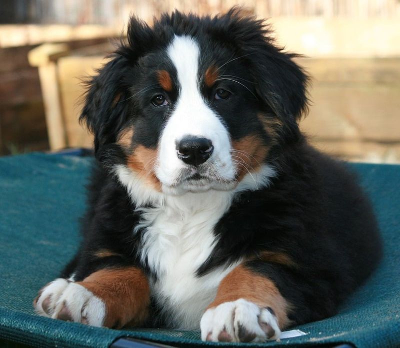 Bernese Mountain Dog