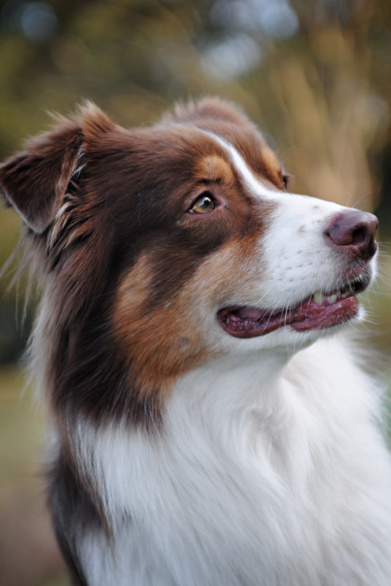 Australian Shepherd